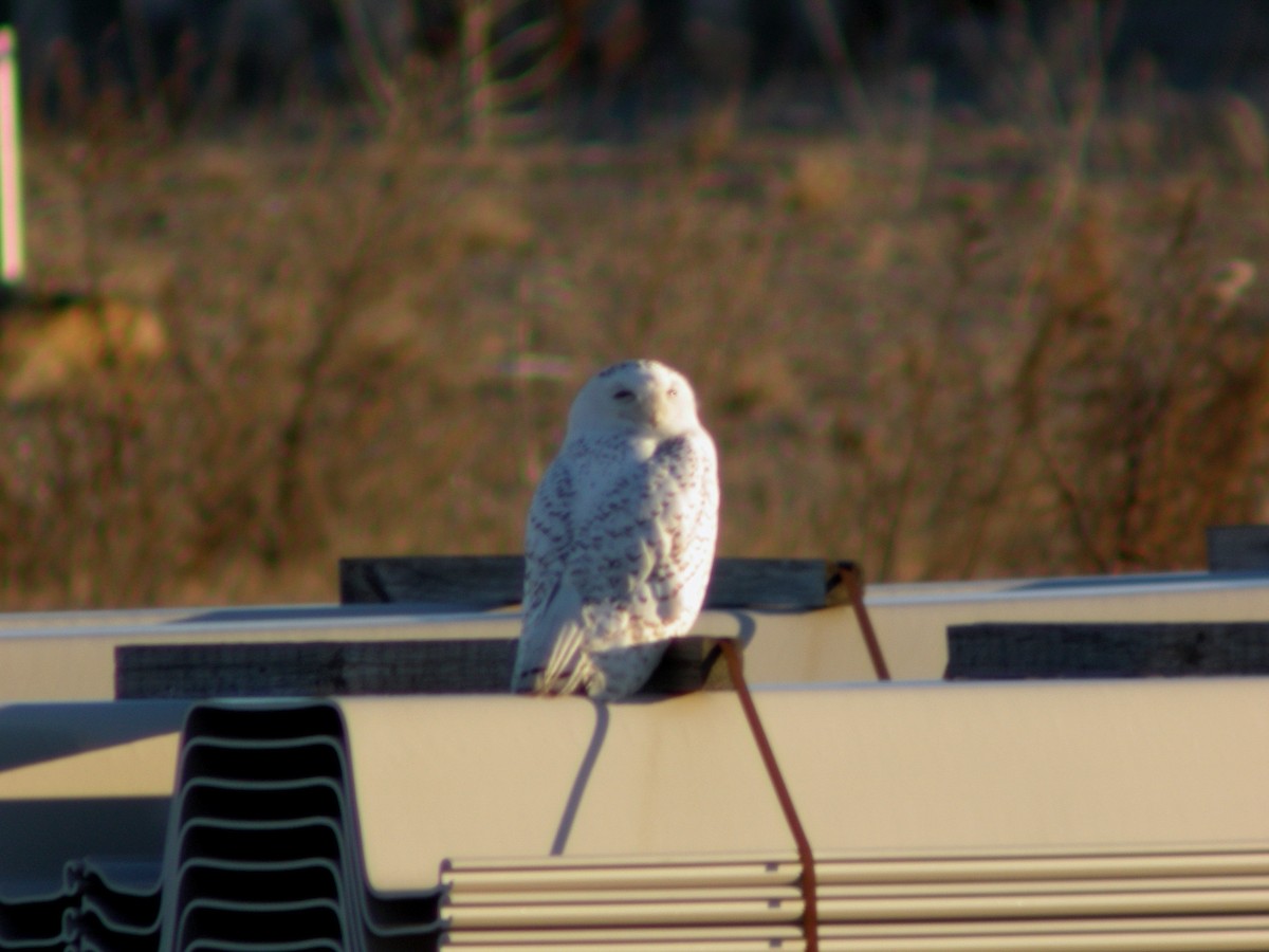 Snowy Owl - ML43977831