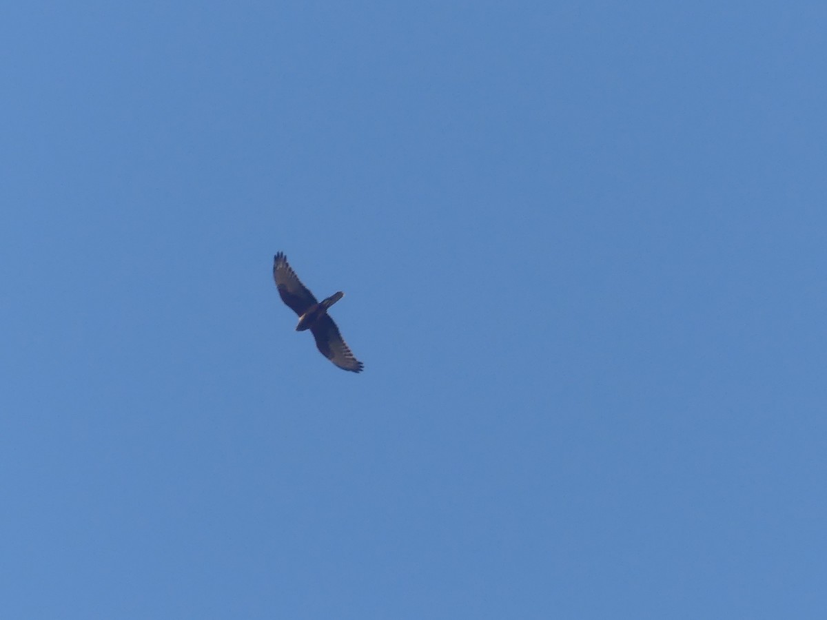 Swamp Harrier - ML439778561