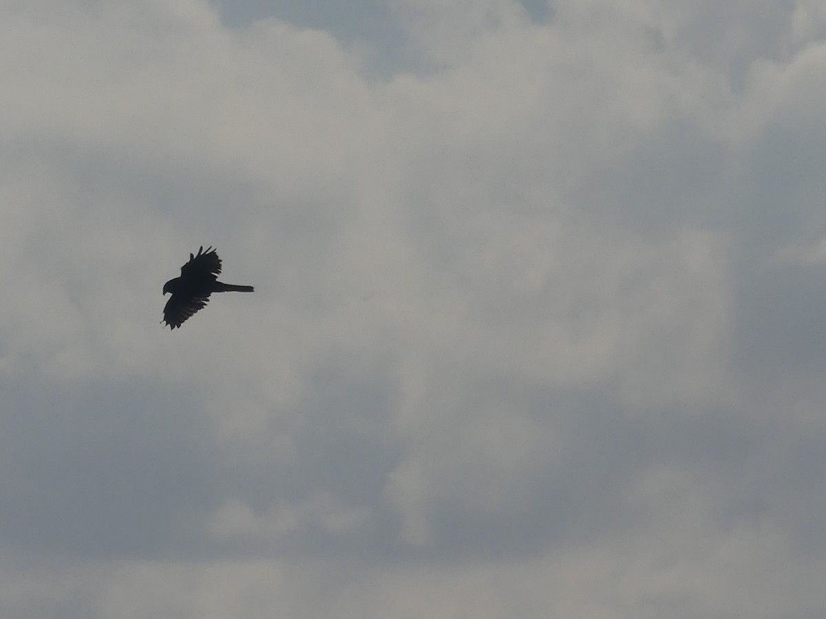 Swamp Harrier - ML439778611