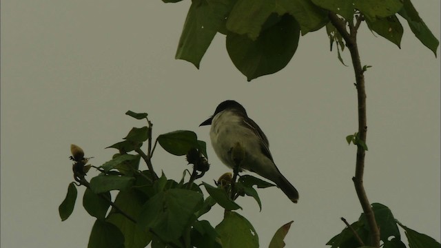 Giant Kingbird - ML439780