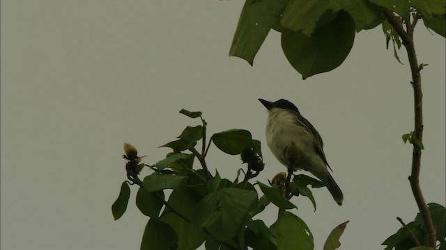 Giant Kingbird - ML439781