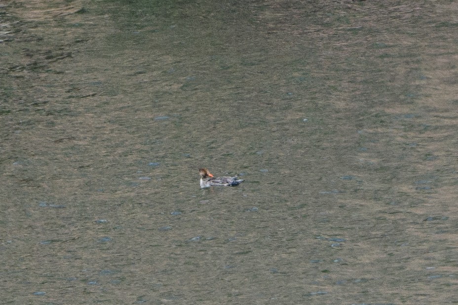 Red-breasted Merganser - ML439781121