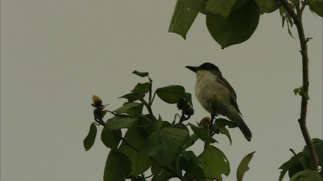 Giant Kingbird - ML439782