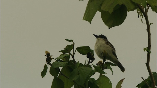 Giant Kingbird - ML439783