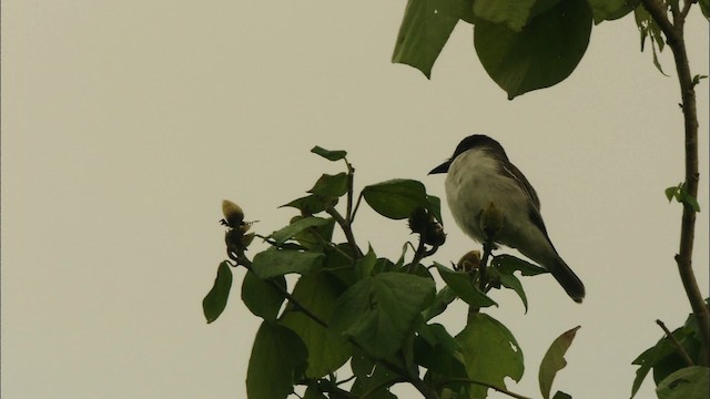 Giant Kingbird - ML439784