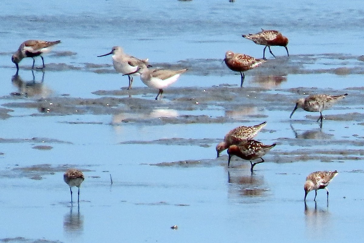 Terek Sandpiper - ML439784361
