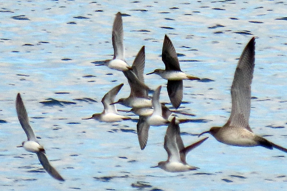 Terek Sandpiper - ML439784381