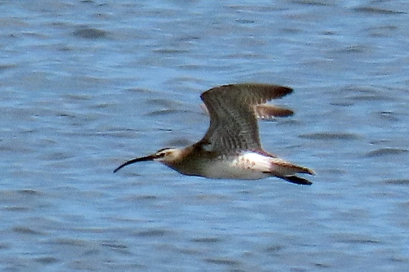 Whimbrel (White-rumped) - ML439784471