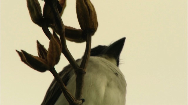 Giant Kingbird - ML439785