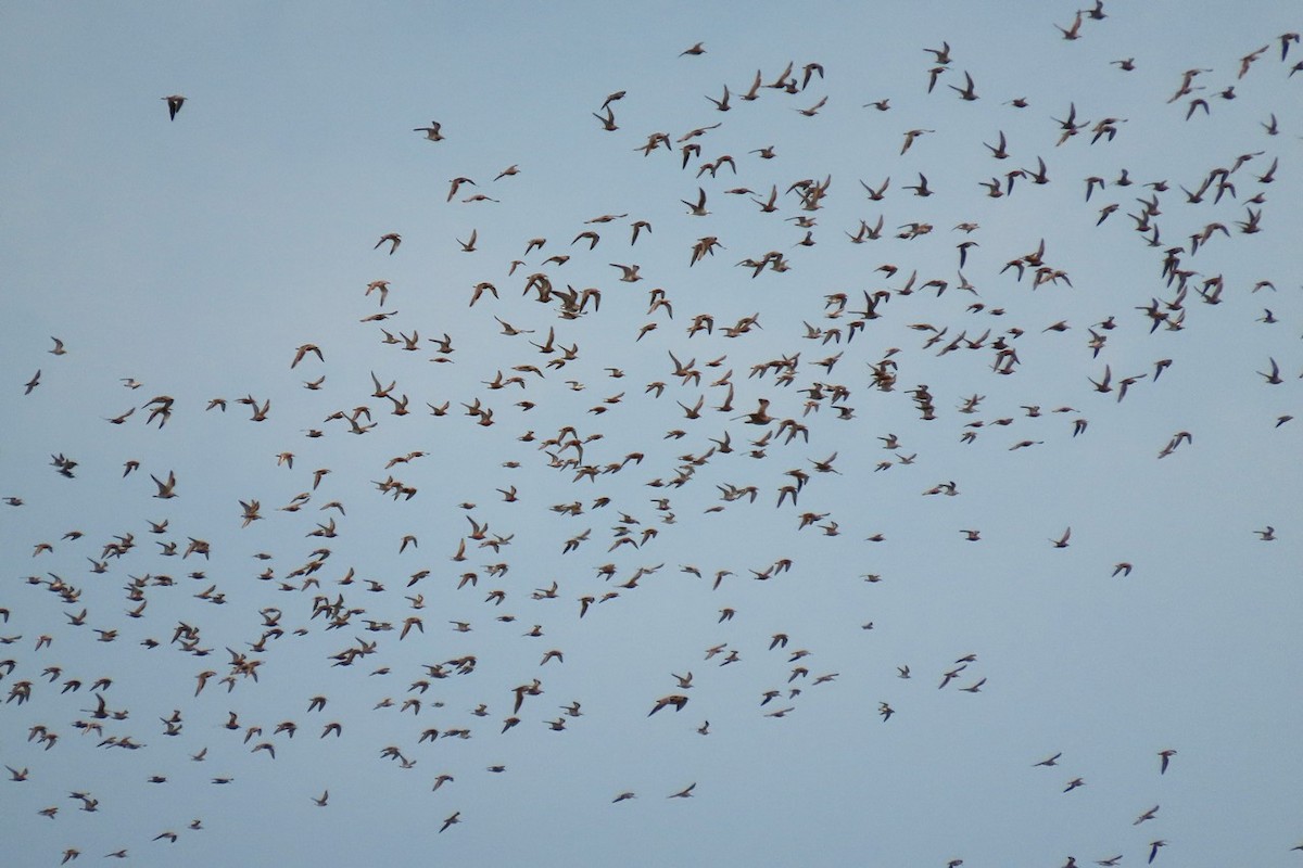 Curlew Sandpiper - ML439785001