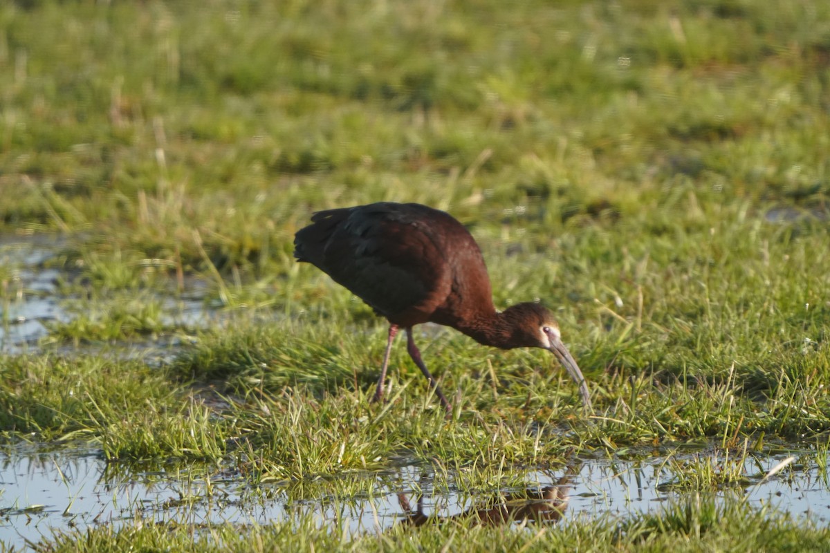 ibis americký - ML439785041