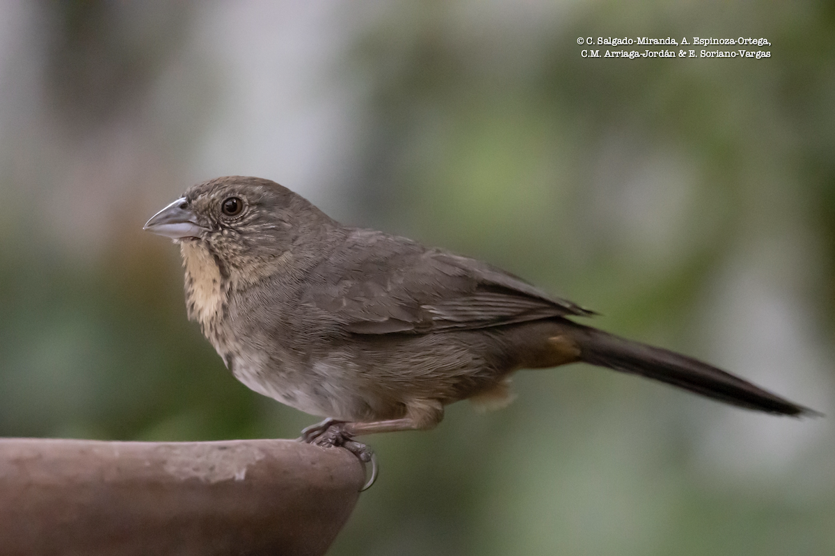 Canyon Towhee - ML439785141