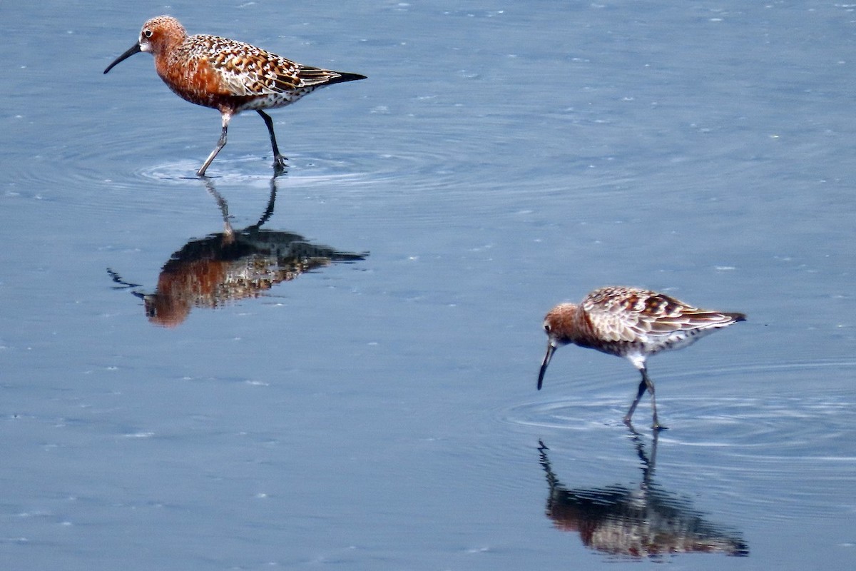 Curlew Sandpiper - ML439785241