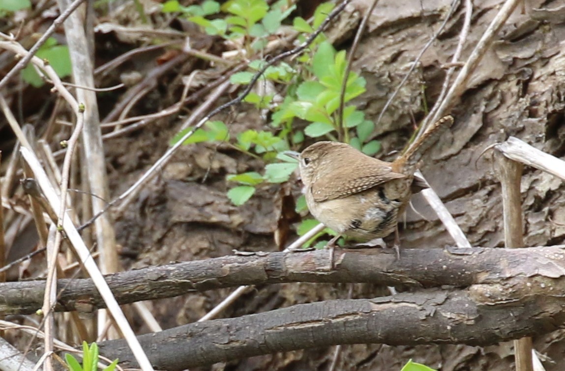 Northern House Wren - ML439785651