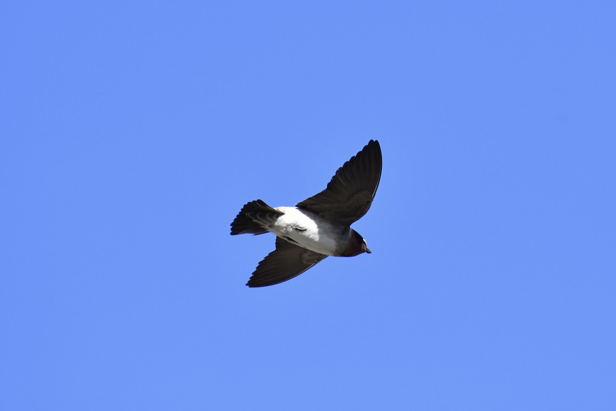 Cliff Swallow - ML439786041