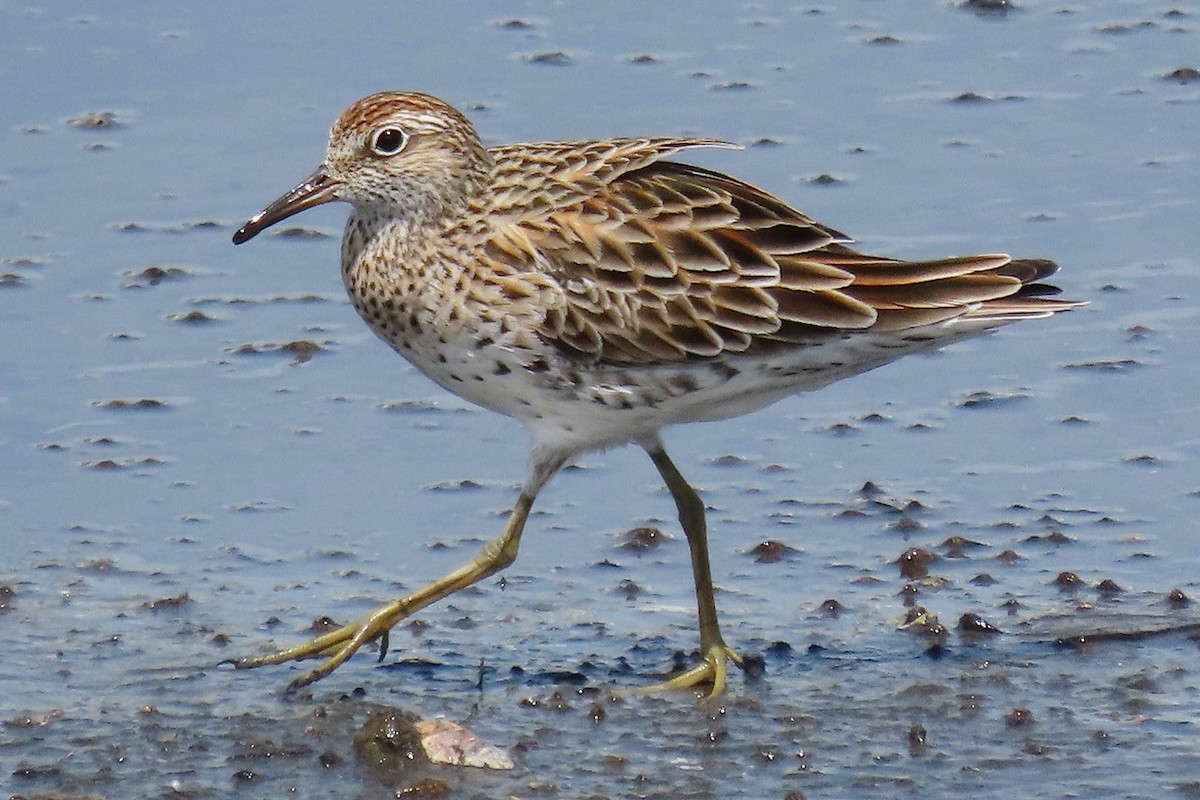 Sharp-tailed Sandpiper - 竹雞 劉