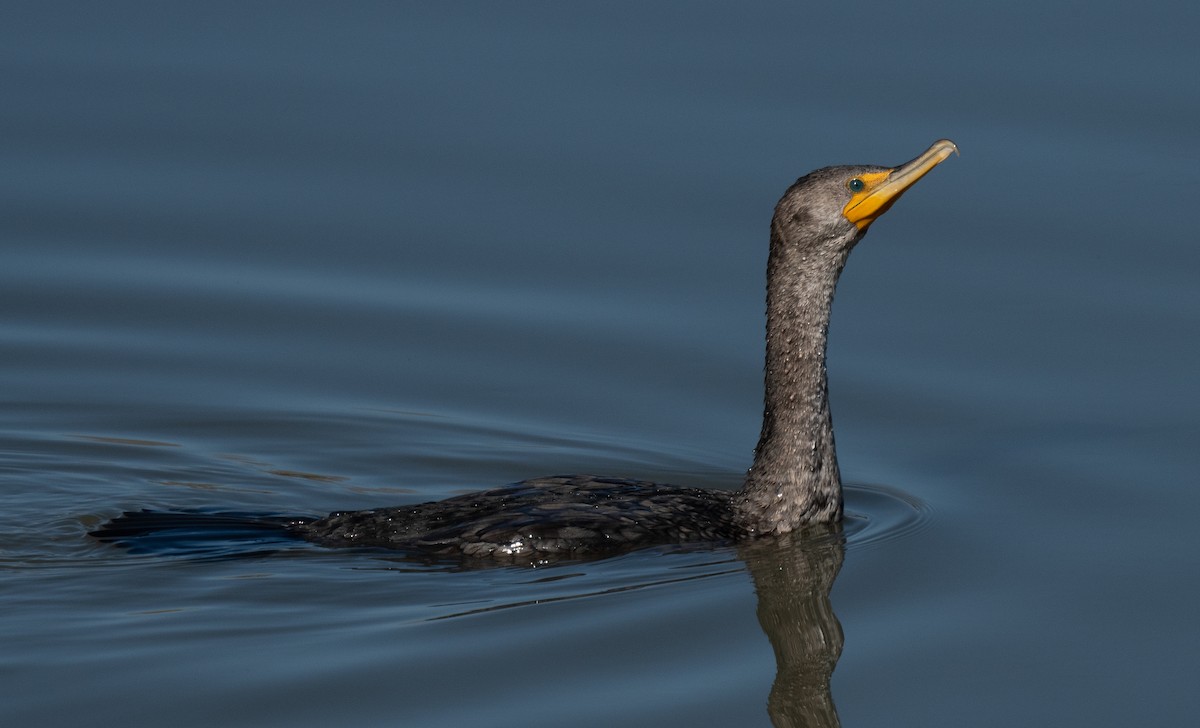 Double-crested Cormorant - Connie Misket