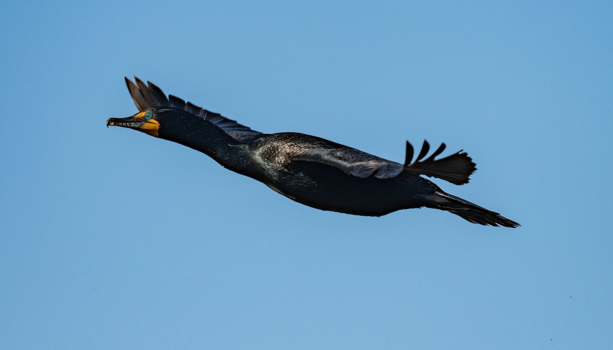 Double-crested Cormorant - Connie Misket
