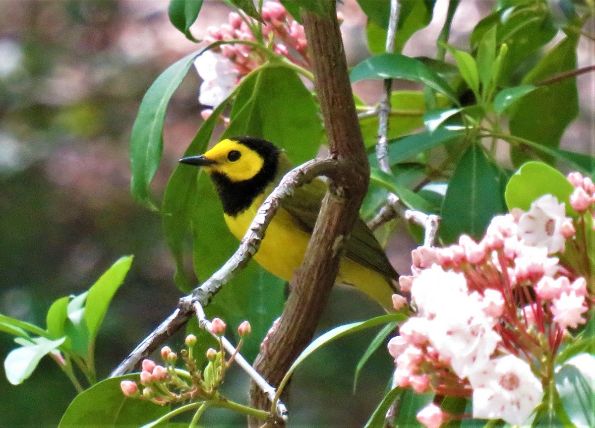 Hooded Warbler - Alex Grant