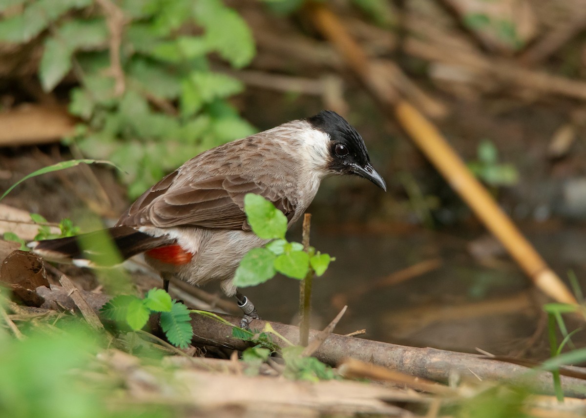 Sooty-headed Bulbul - ML439788961