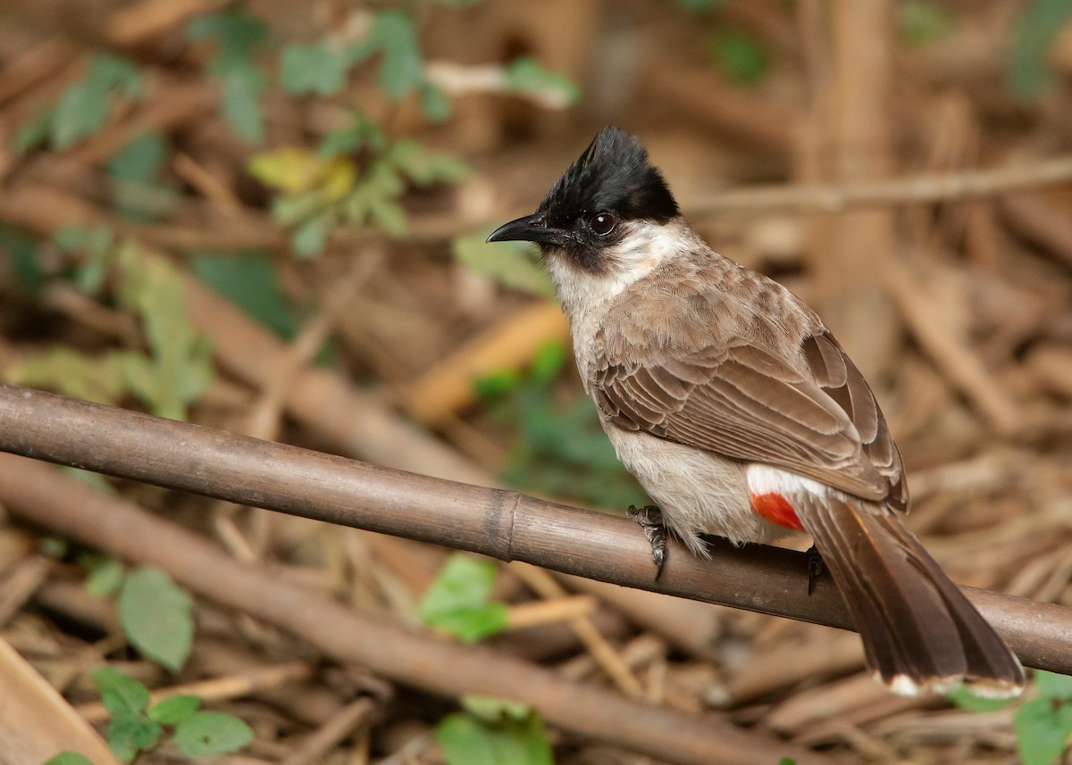 Sooty-headed Bulbul - ML439788971