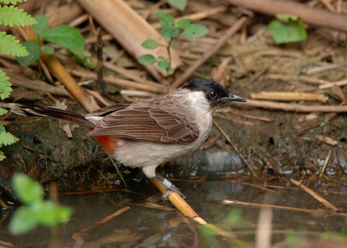 Sooty-headed Bulbul - ML439788981