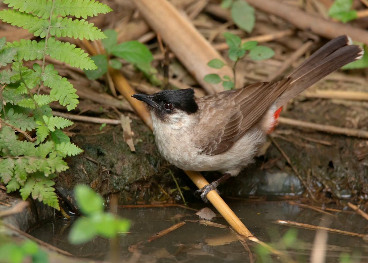 Sooty-headed Bulbul - ML439789081