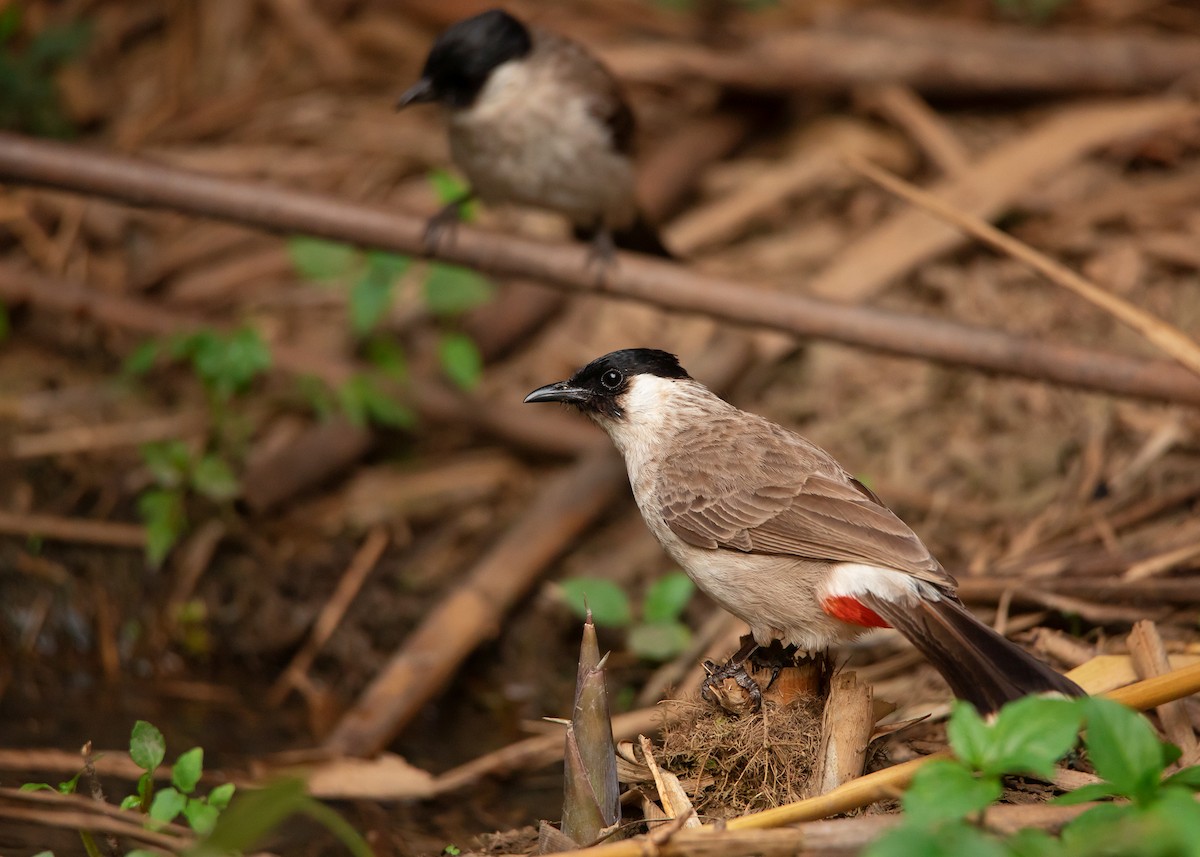 Bulbul cul-d'or - ML439789101