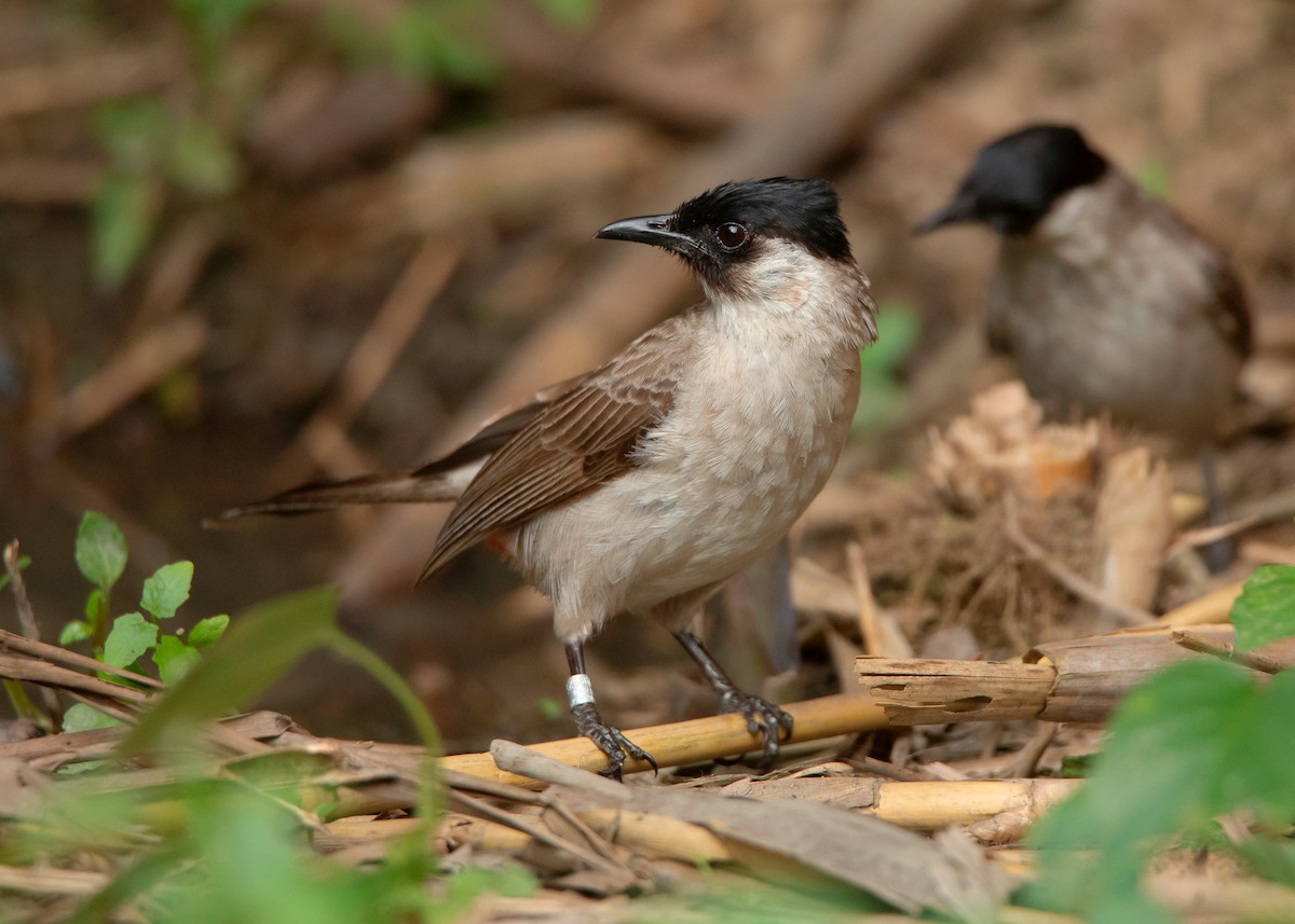 Sooty-headed Bulbul - ML439789111