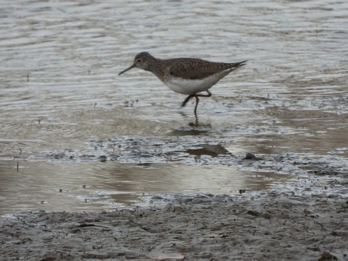 Solitary Sandpiper - ML439789951