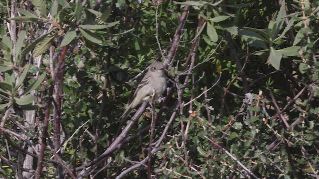 Gray Flycatcher - ML439791311