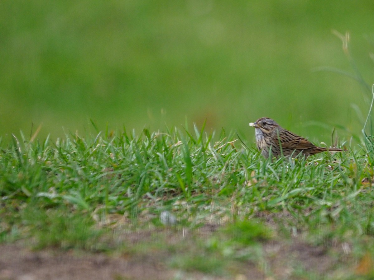 Lincoln's Sparrow - ML439791541