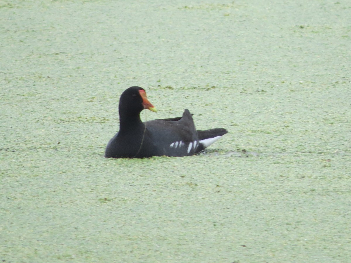 Common Gallinule - ML439791671