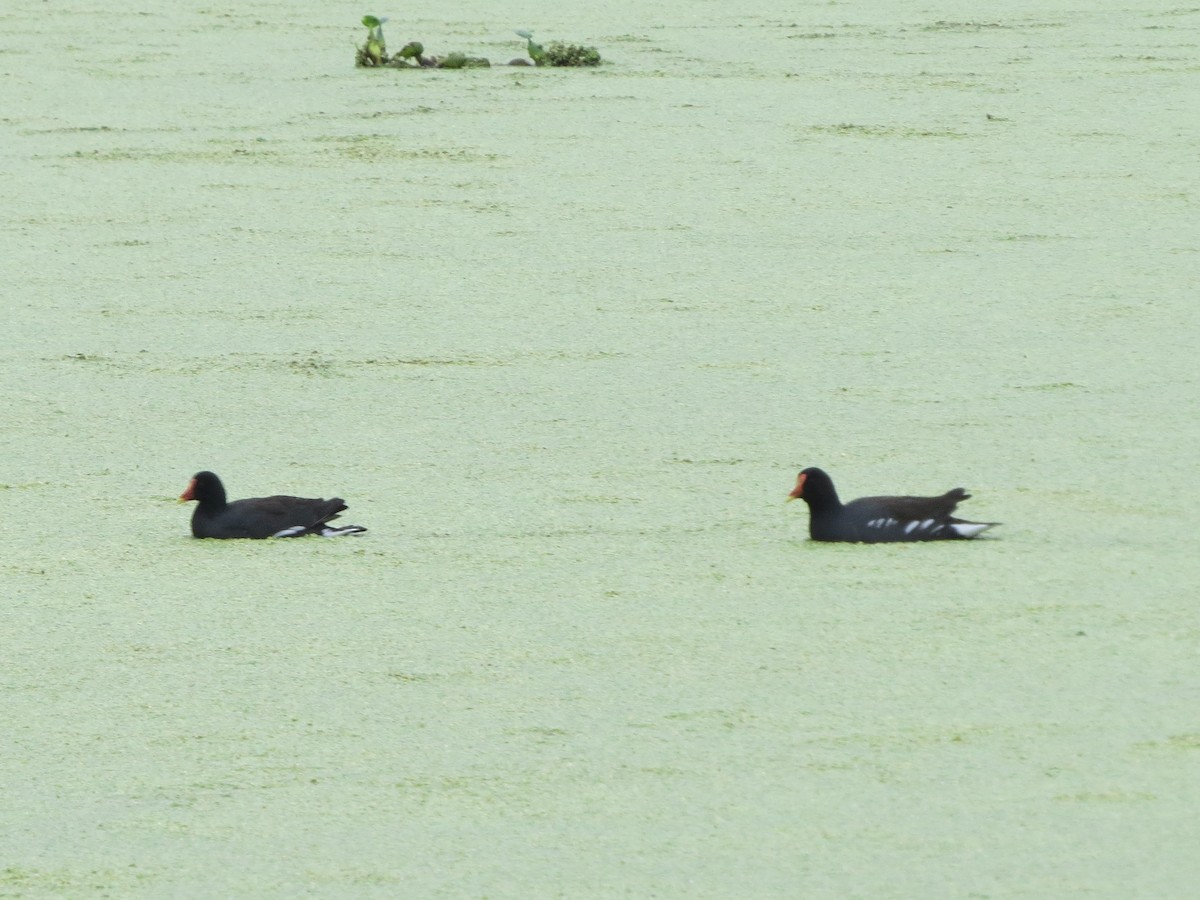 Common Gallinule - ML439791681