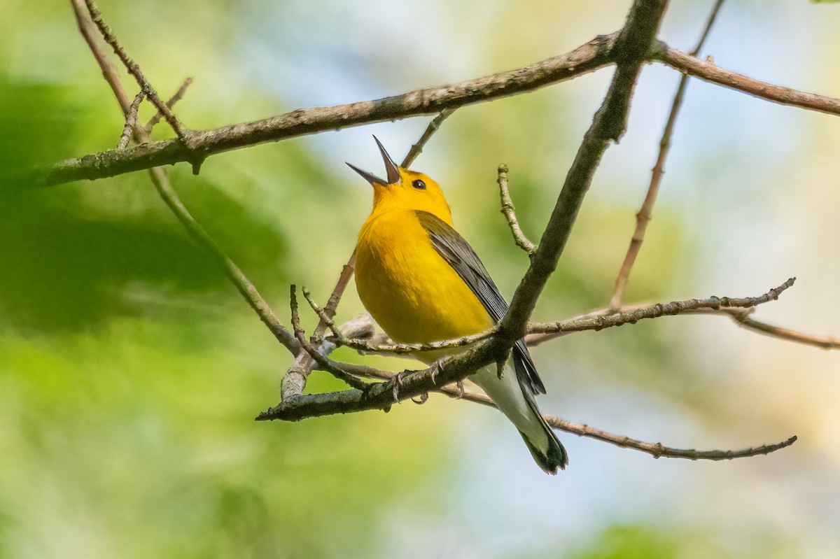 Prothonotary Warbler - ML439791841
