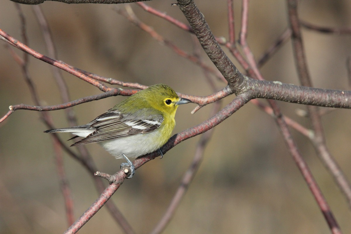 Vireo Gorjiamarillo - ML439792181