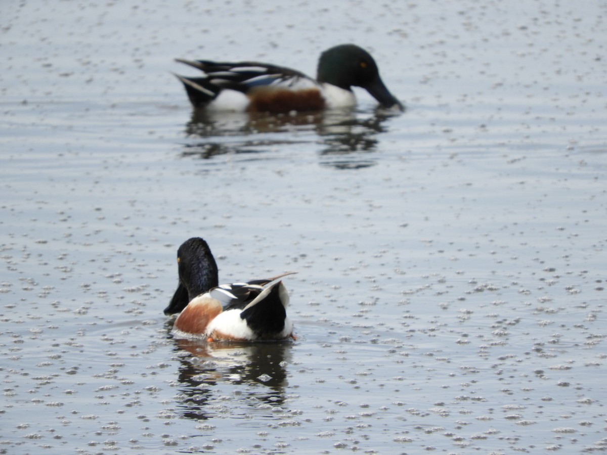 Northern Shoveler - ML439792341