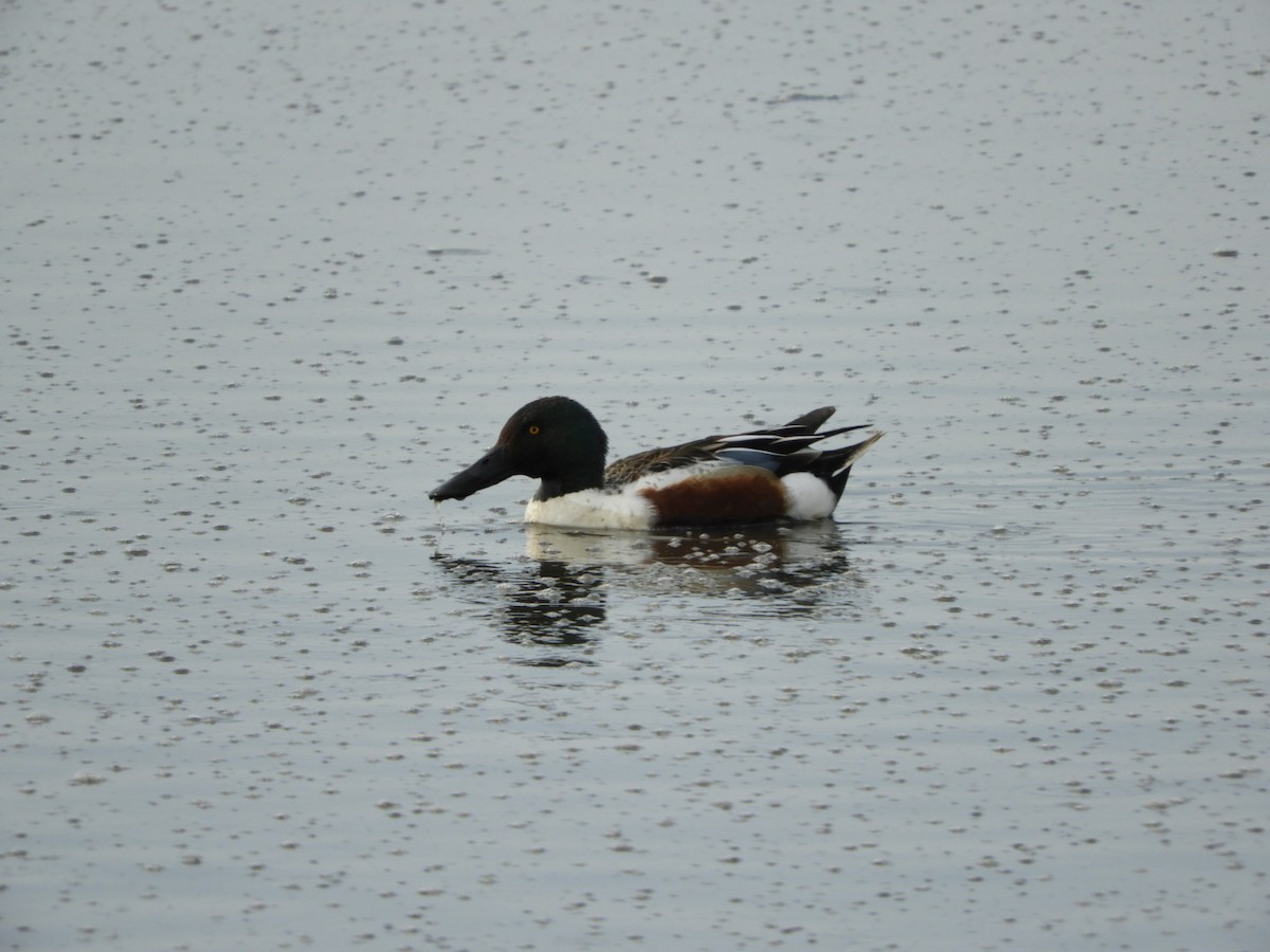 Northern Shoveler - ML439792431