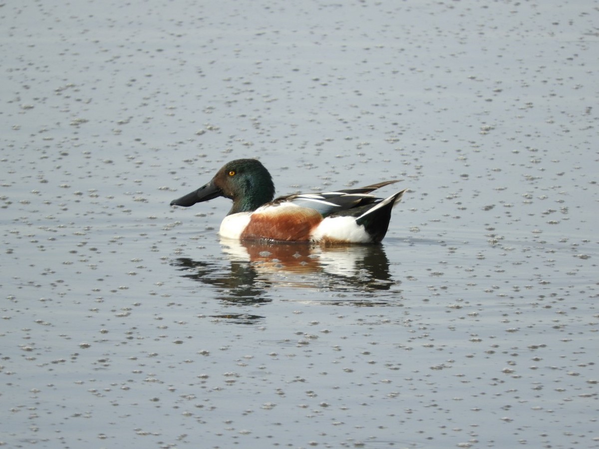 Northern Shoveler - ML439792491