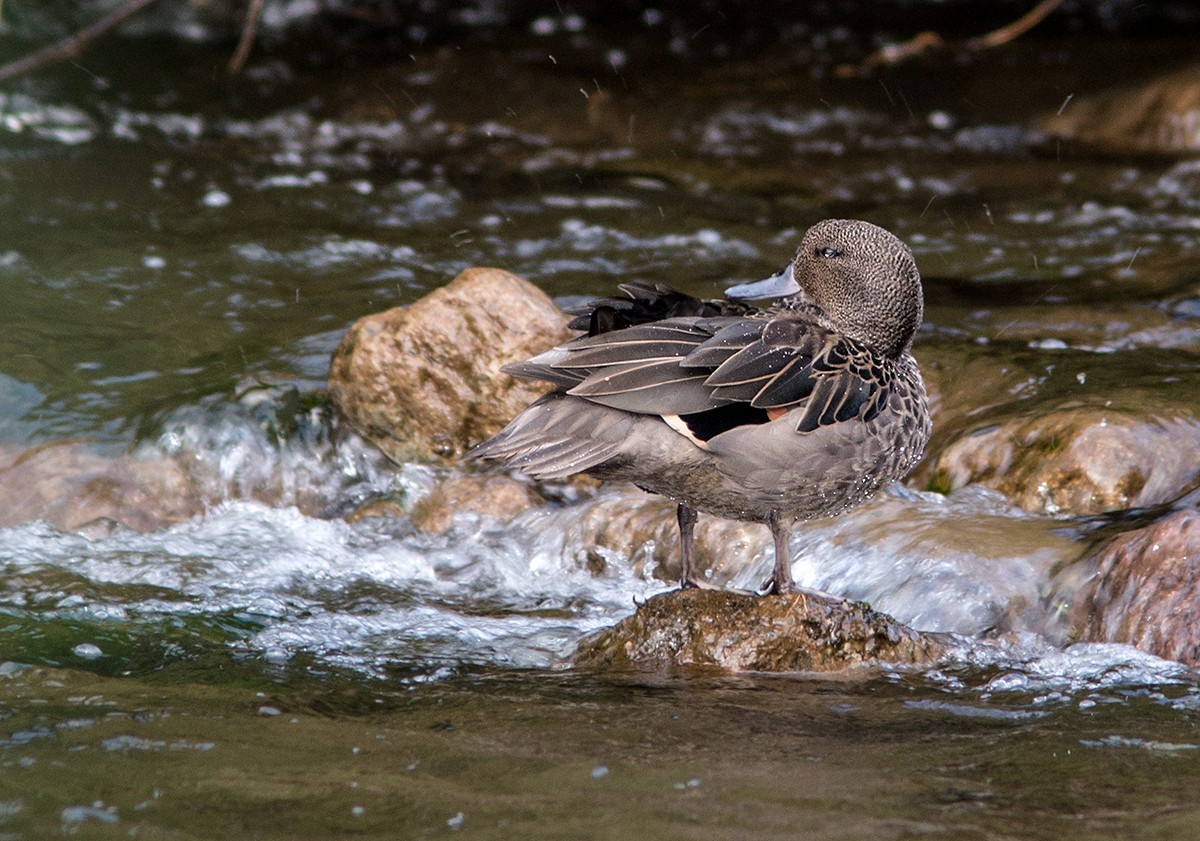 Andean Teal - ML43979551