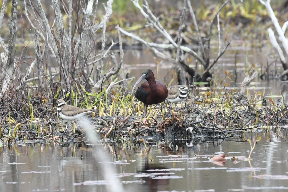 Glossy Ibis - ML439796011