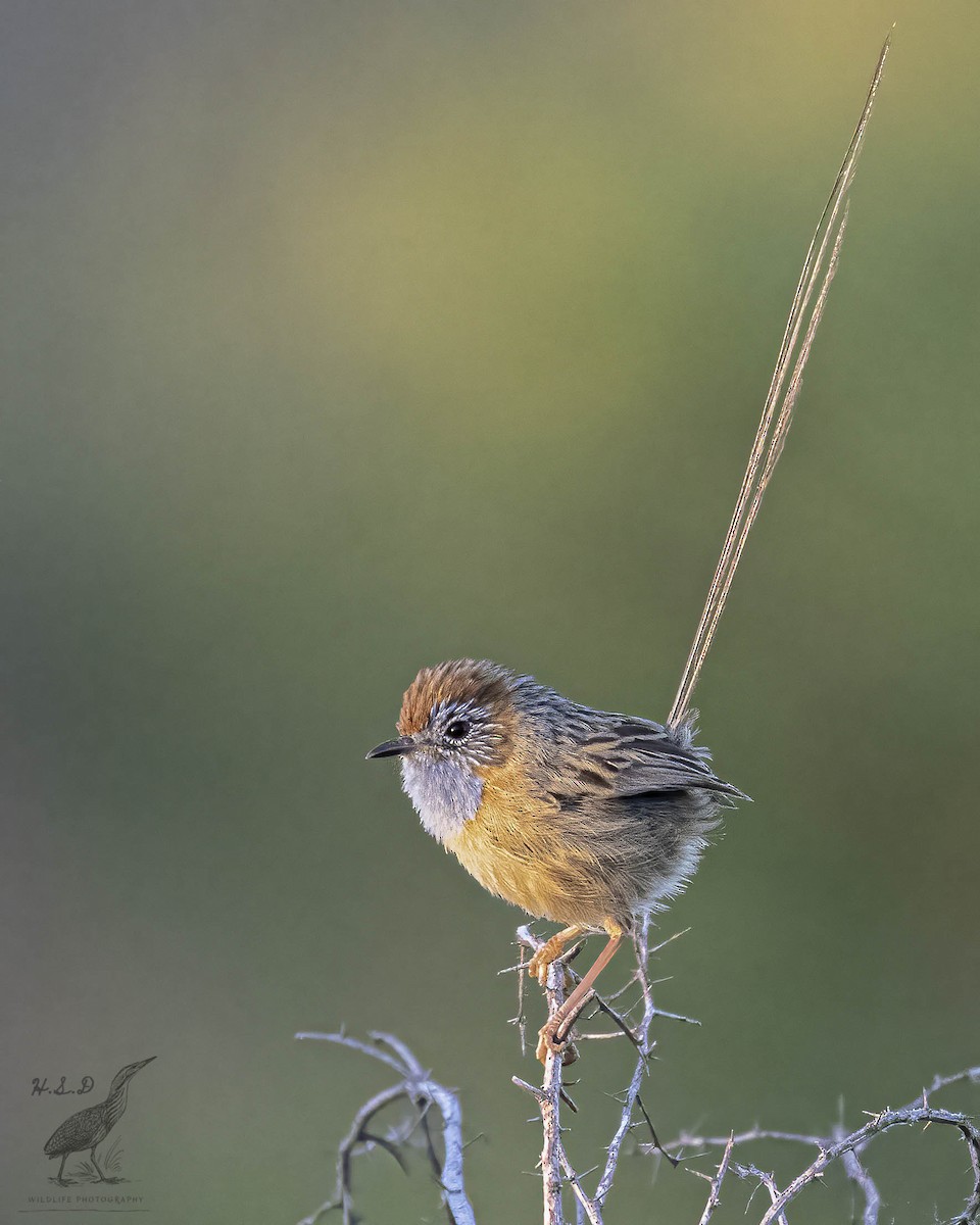 Southern Emuwren - Harry Davis