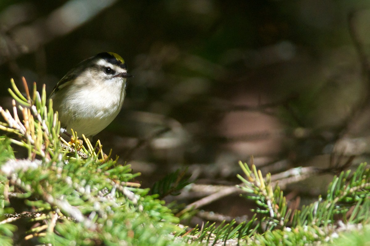 Golden-crowned Kinglet - Amanda Guercio