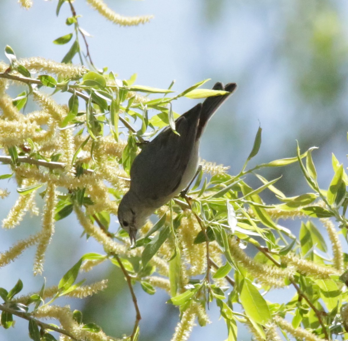 Lucy's Warbler - Donna Stumpp