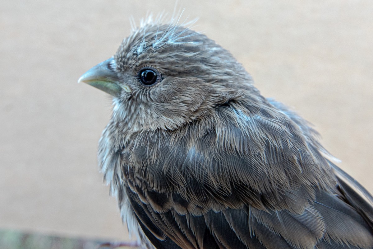 House Finch - ML439798291