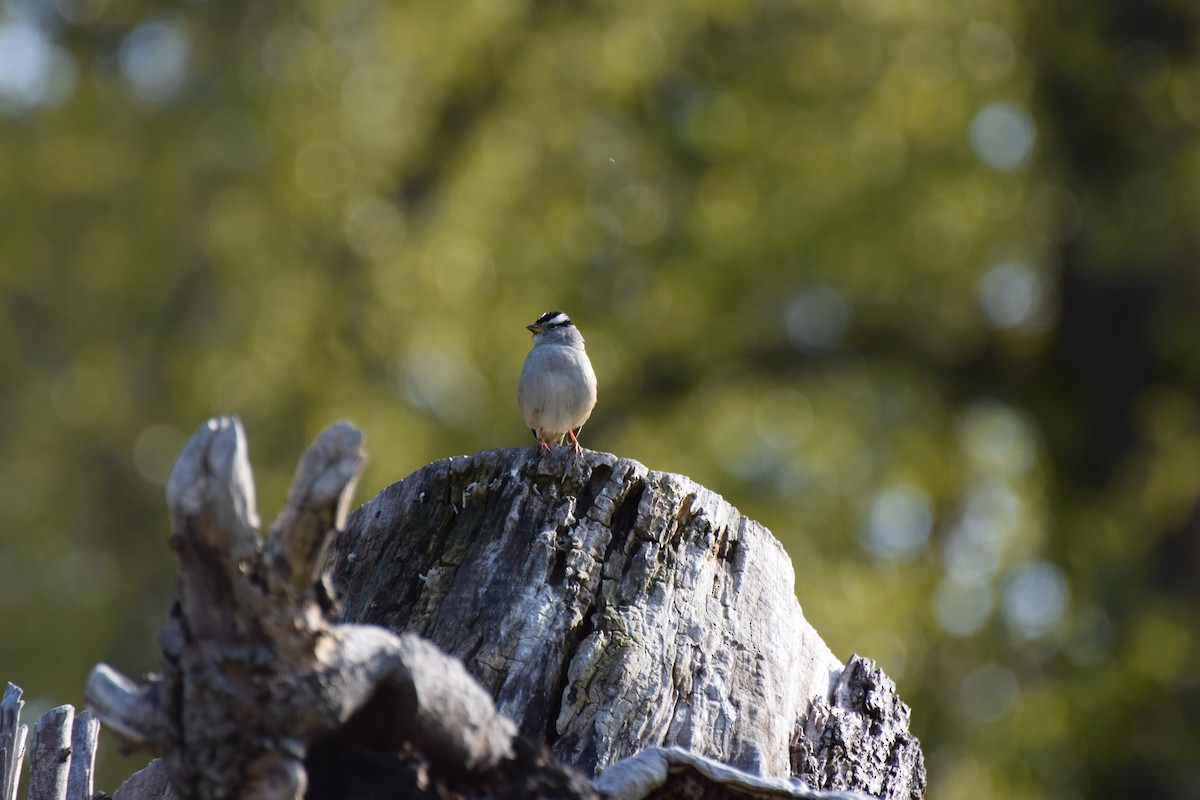 Bruant à couronne blanche (pugetensis) - ML439798661