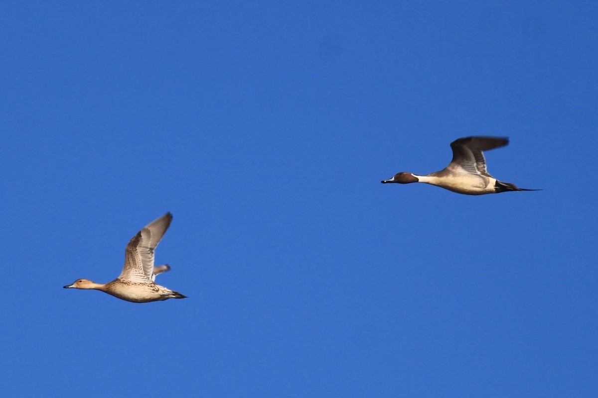 Northern Pintail - Andrew Thomas 🦅🪶