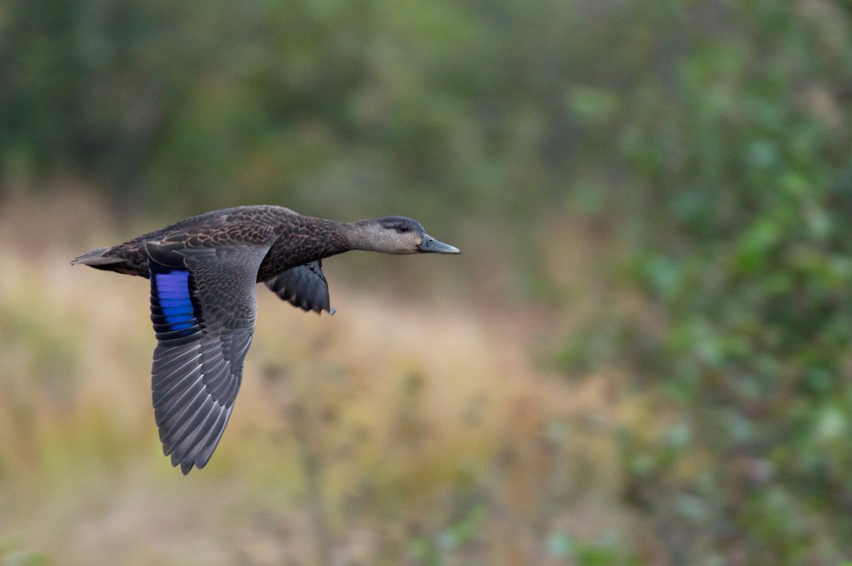 American Black Duck - Amanda Guercio