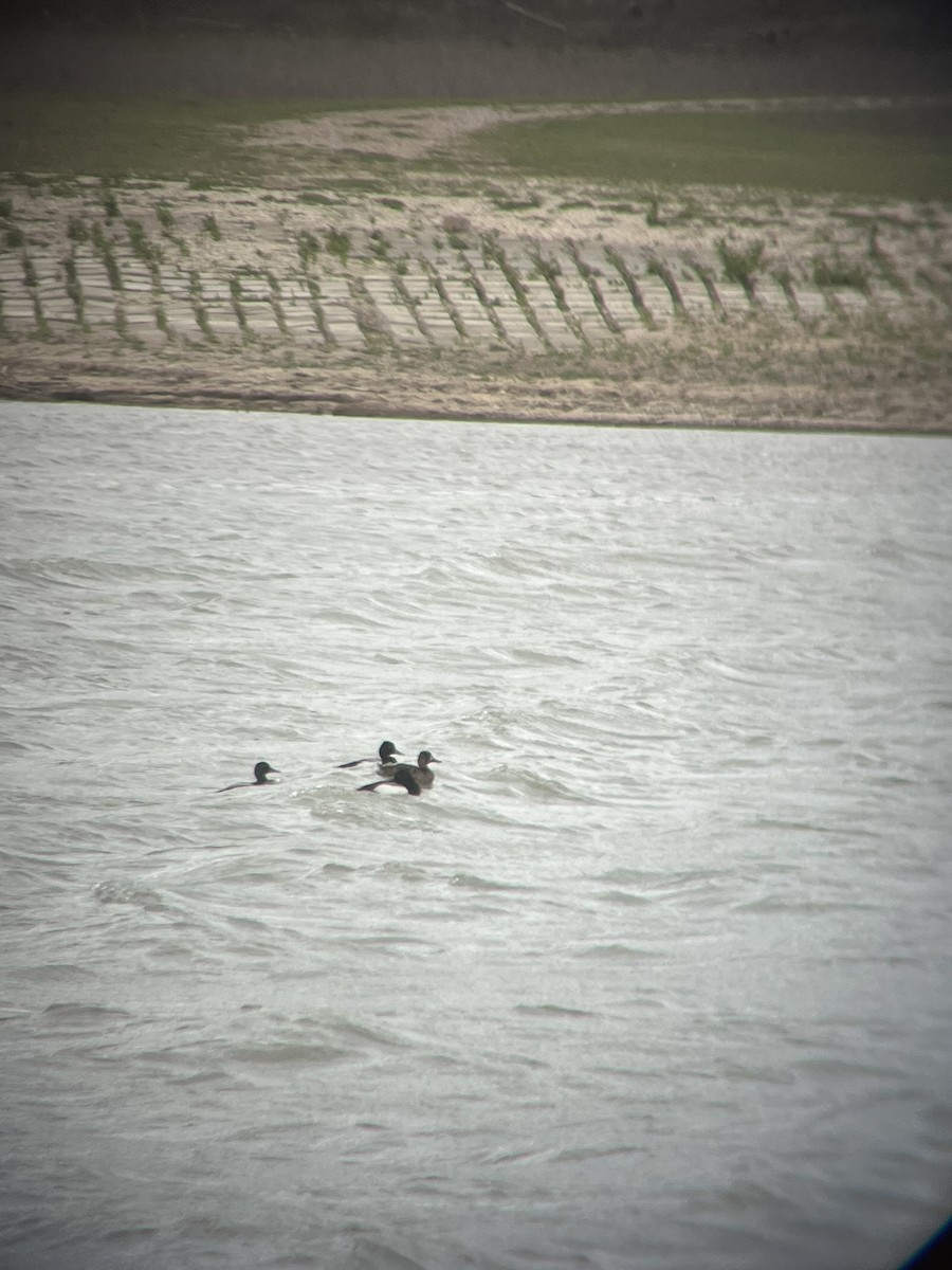 Lesser Scaup - ML439800071