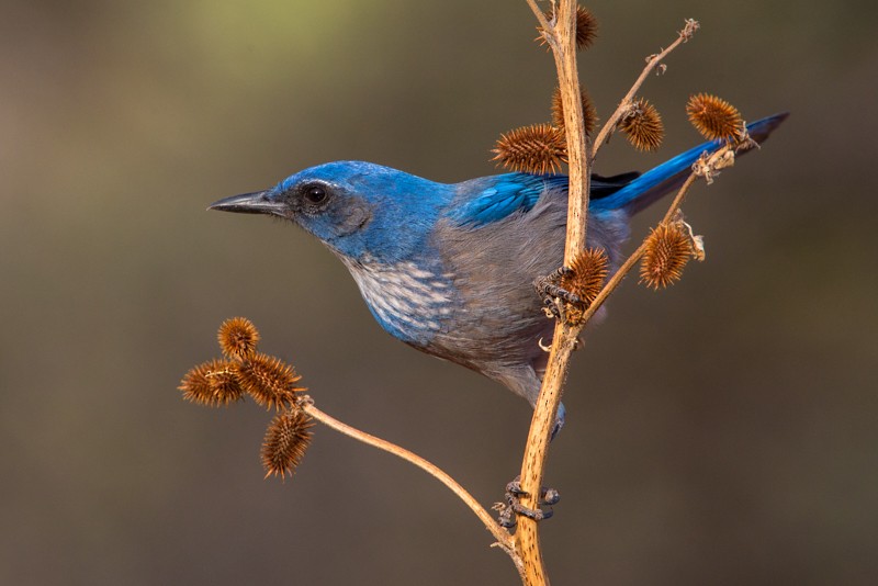 Woodhouse's Scrub-Jay - ML43980041